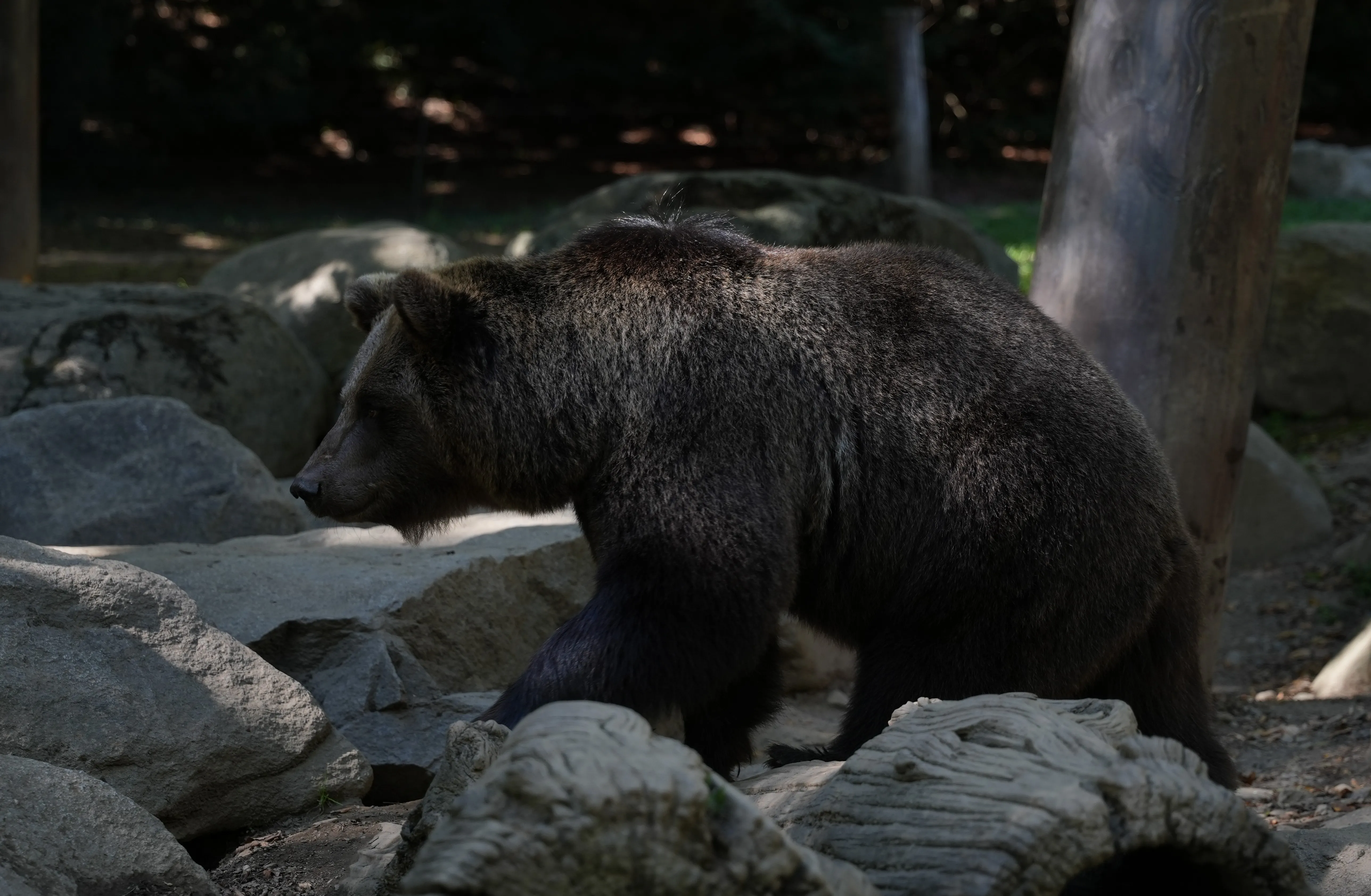 image d'ours brun réalisée par Hope's Glow